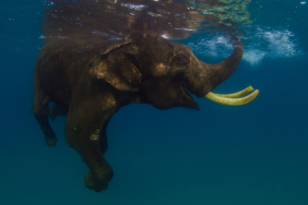 Elefante
