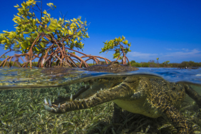 O Crocodilo