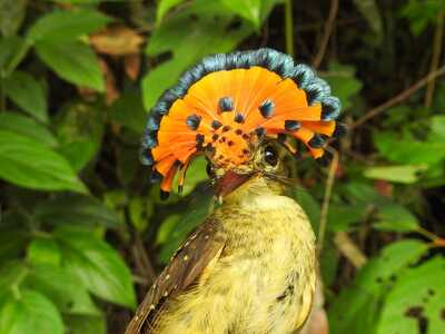 Maria leque amazonia