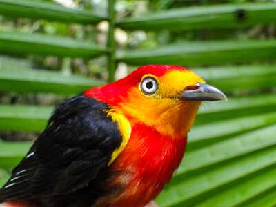 Uirapuru vermelho