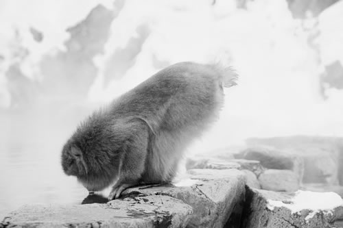 Macaco japones