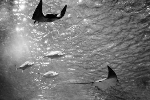 Oceanário de Lisboa